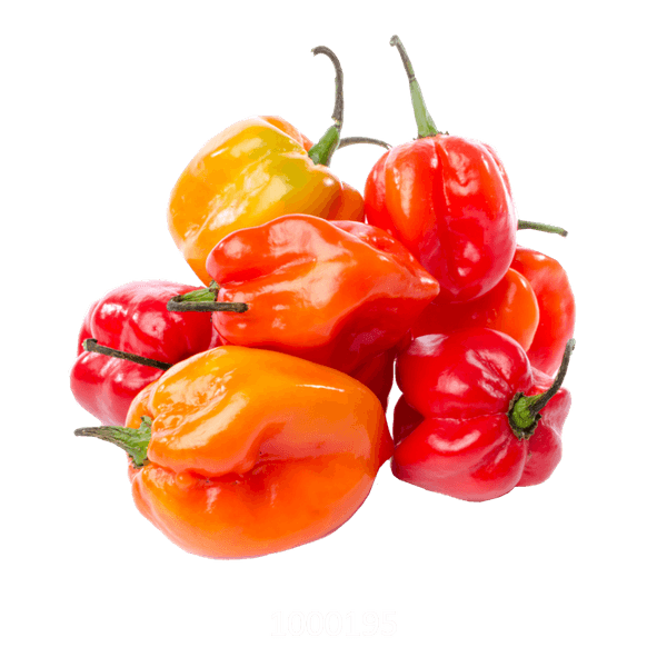 58AFYV234_1 58AFYV234_1